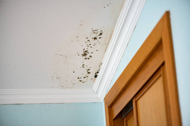 Best Commercial Mold Removal  in West Carrollton, OH