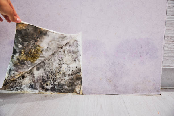 Best Mold Removal Near Me  in West Carrollton, OH